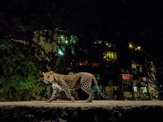 Picture of a leopard prowling the edge of Sanjay Gandhi National Park in Mumbai, India